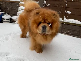 Chow Chow dogs Mr Baloo Bear - Pedigree Stacked with Champs🏆 in Tipton - Advert 15