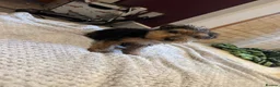 Mixed Breed dogs for sale: Lakeland/Welsh terriers (welkies) in Littleborough - Advert 3