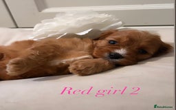 Cavapoo dogs for sale: 8 F1 dna health tested Cavapoos  - Image 4