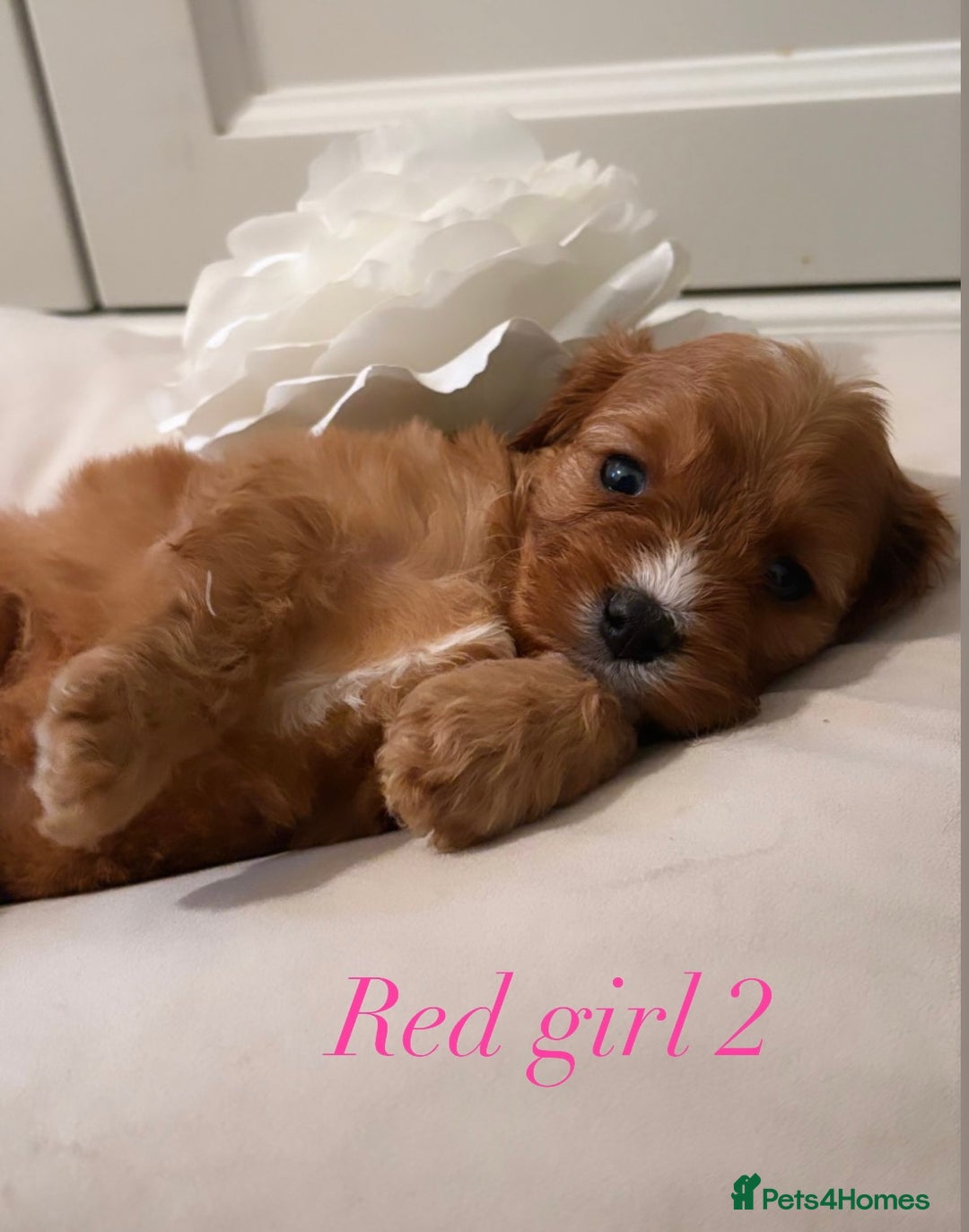 Cavapoo dogs for sale: 8 F1 dna health tested Cavapoos  - Image 4