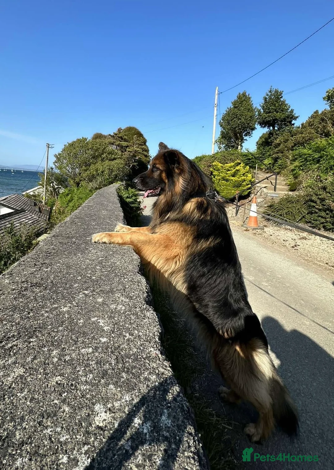 German Shepherd dogs for stud: Pure breed kc registered in Rochdale - Advert 3