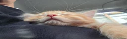 British Longhair cats for sale: 4 cute little kittins in Glasgow - Advert 8