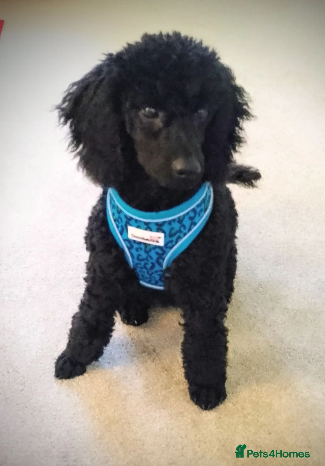 Miniature Poodle dogs for sale: Quality KC Registered Miniature Poodle Female in Perth - Advert 2
