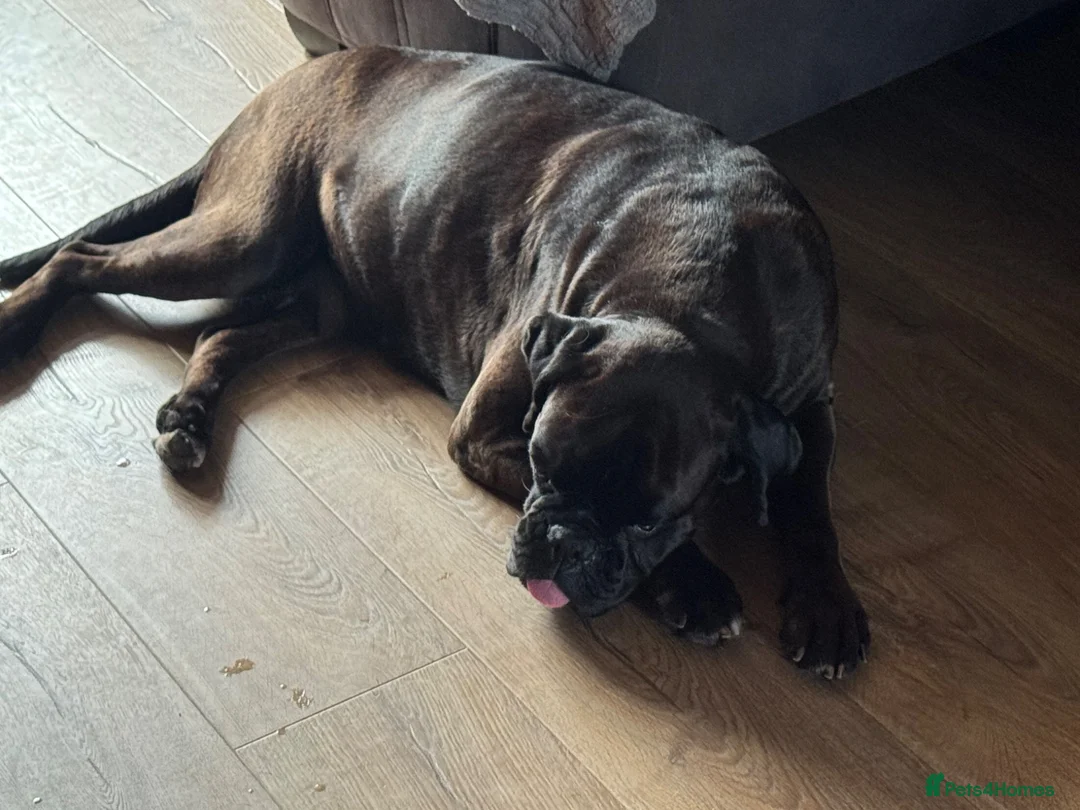 Boxer dogs for sale: Sealed Boxer - Advert 2