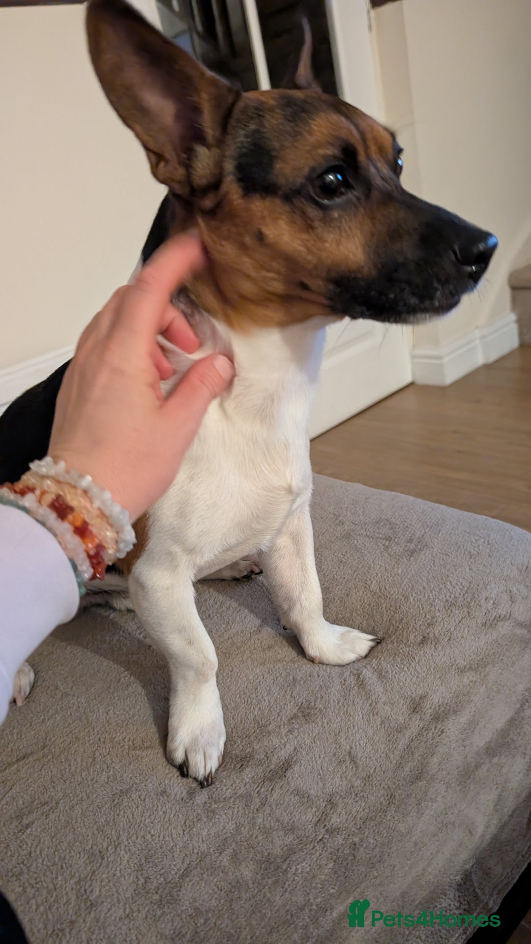 Jack Russell dogs for stud: For stud - Image 3