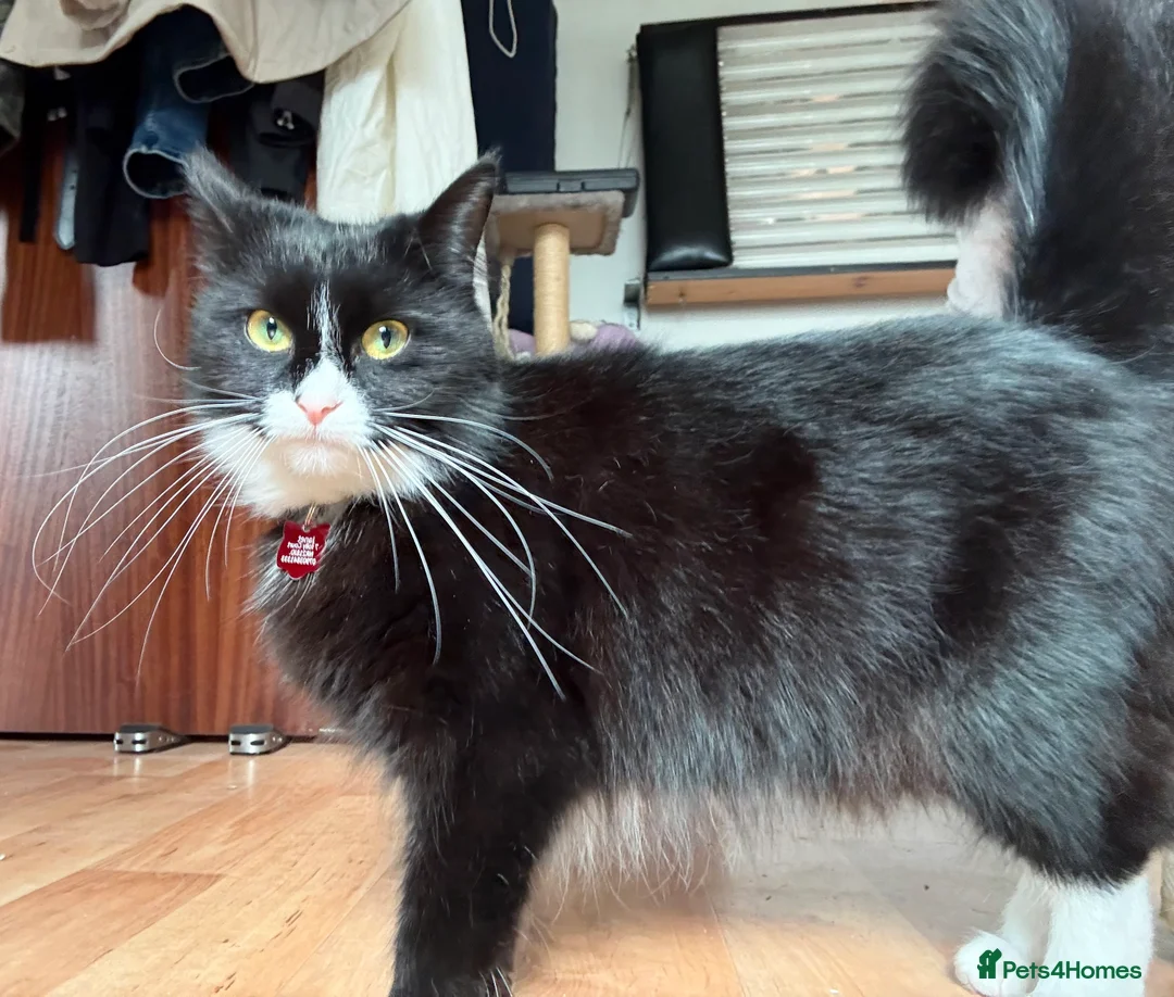 Mixed Breed cats for sale: Black and white female.  in Fakenham - Advert 2