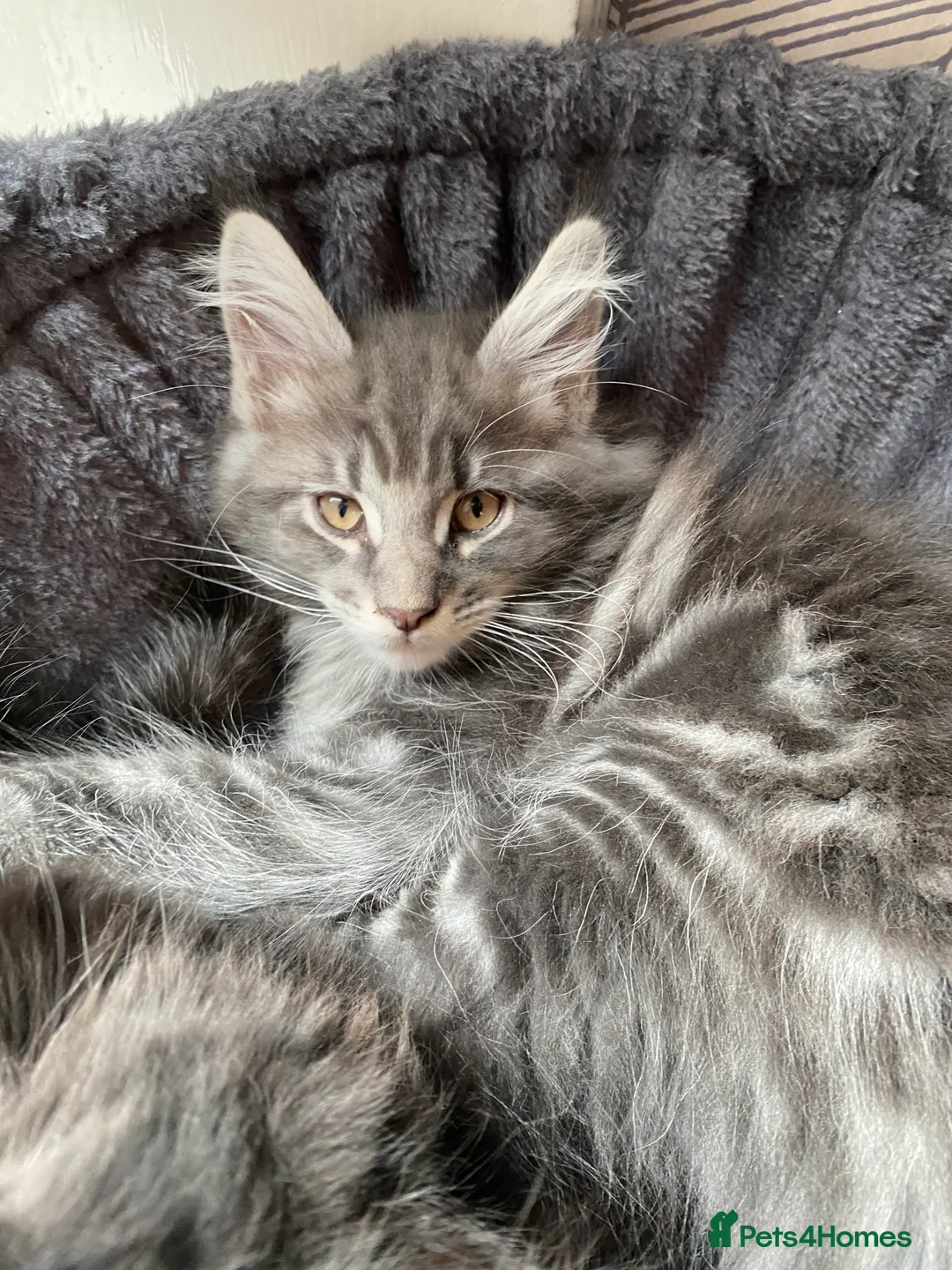 Maine Coon cats for sale: Stunning Tica registered blue boys available  - Advert 34