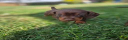 Miniature Dachshund dogs for sale: Kc reg, health tested,miniature dachshund puppies  - Advert 3