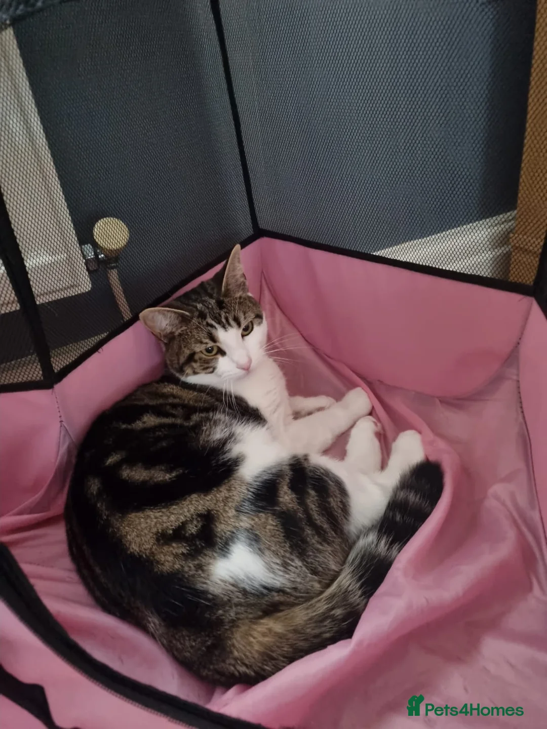 Mixed Breed cats for sale: Beautiful Maine Coon x Bengal Indoor Cat in Blackburn - Advert 2