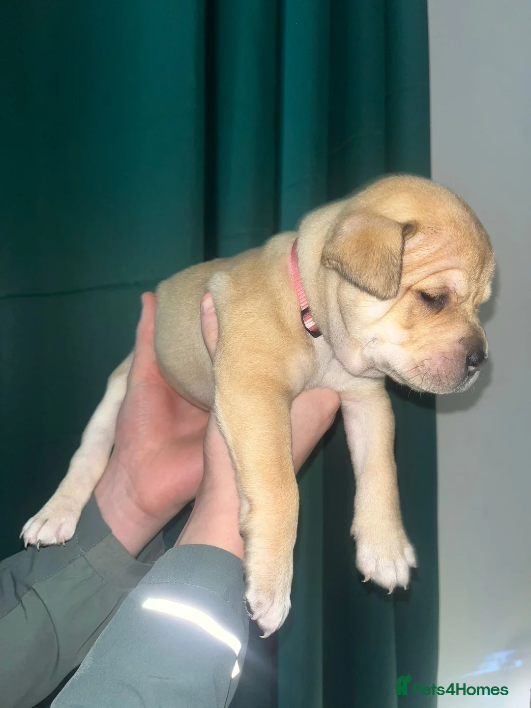 Mixed Breed dogs for sale: Came corso stuffy mix - Advert 6