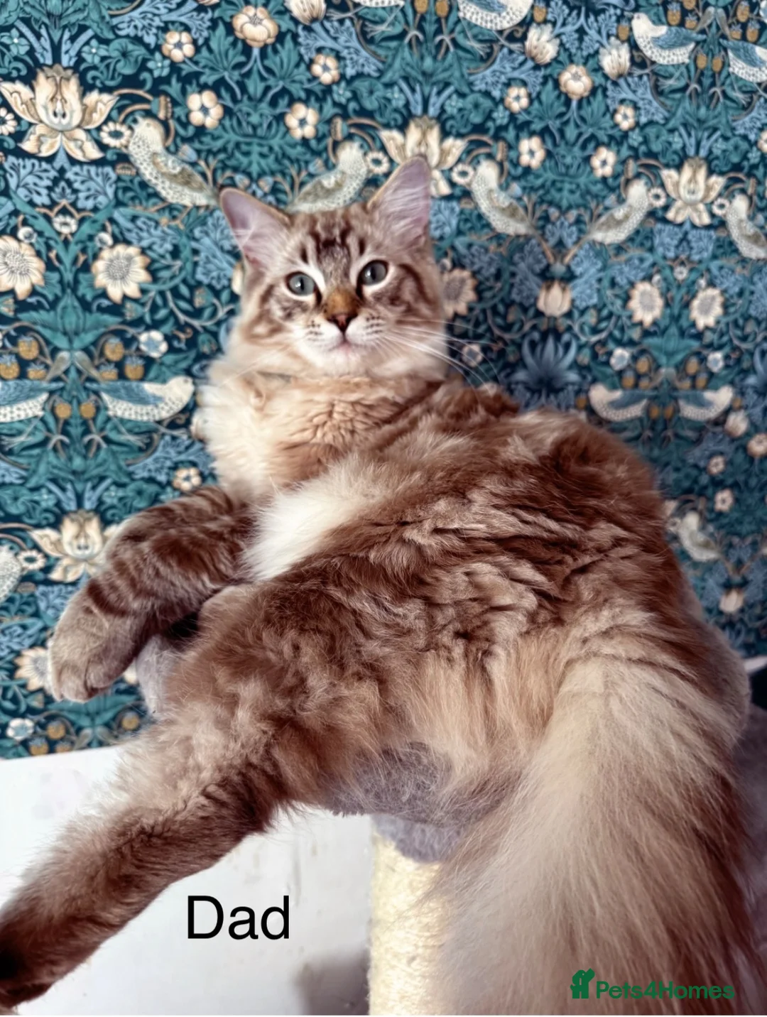 Ragdoll cats for sale: Classic & Mink Ragdoll Kittens - Advert 16