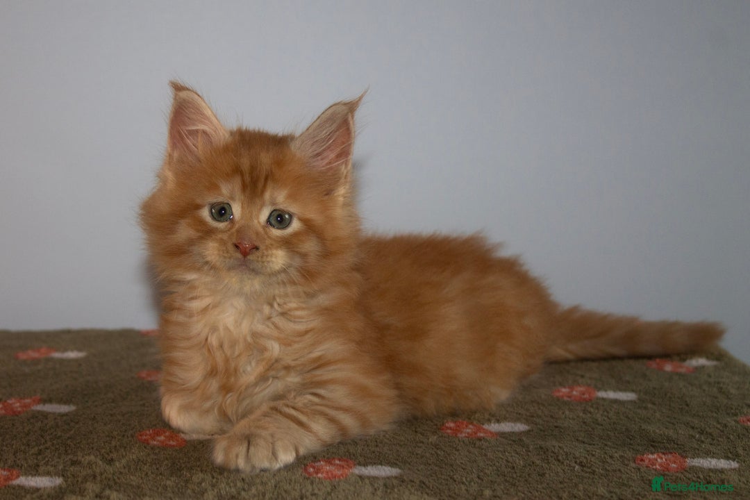 Maine Coon cats for sale: Gorgeous TICA-Registered Maine Coon Kittens! - Advert 16
