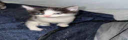 Mixed Breed cats for sale: Kittens for sale - Advert 2