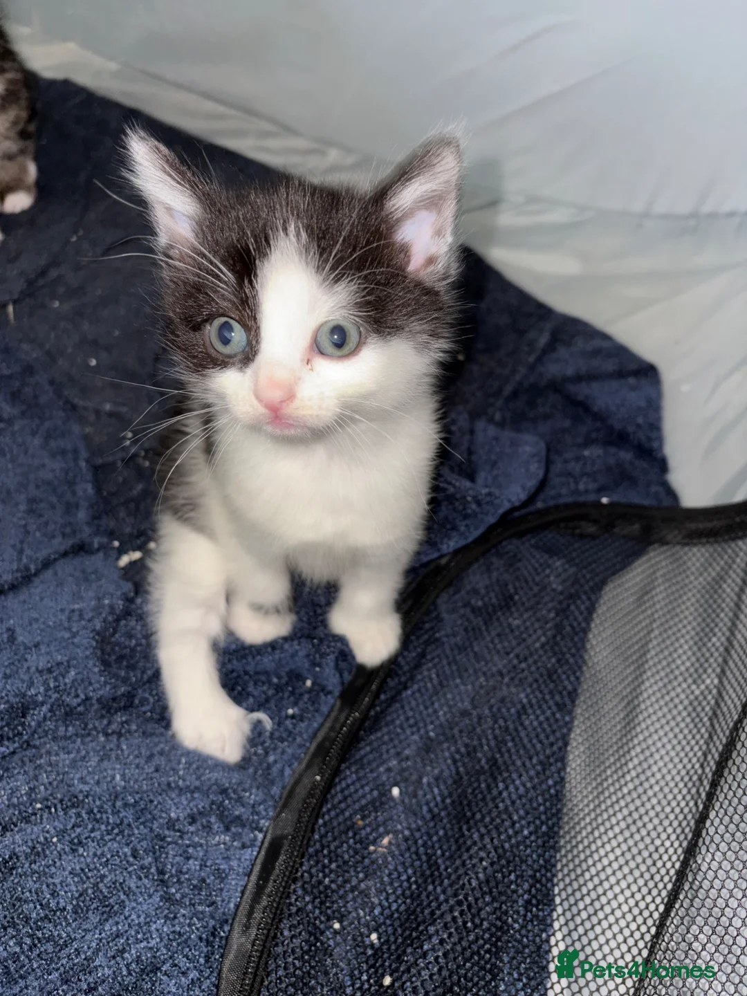 Mixed Breed cats for sale: Kittens for sale - Advert 2