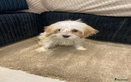 Cavapoo dogs for sale: Extensively health tested puppies - Image 4