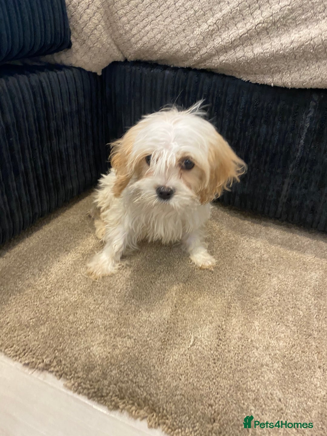 Cavapoo dogs for sale: Extensively health tested puppies - Image 4