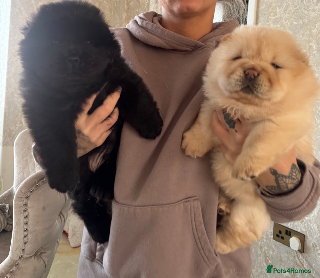 Chow Chow dogs for sale: Beautiful chow chows  - Advert 2