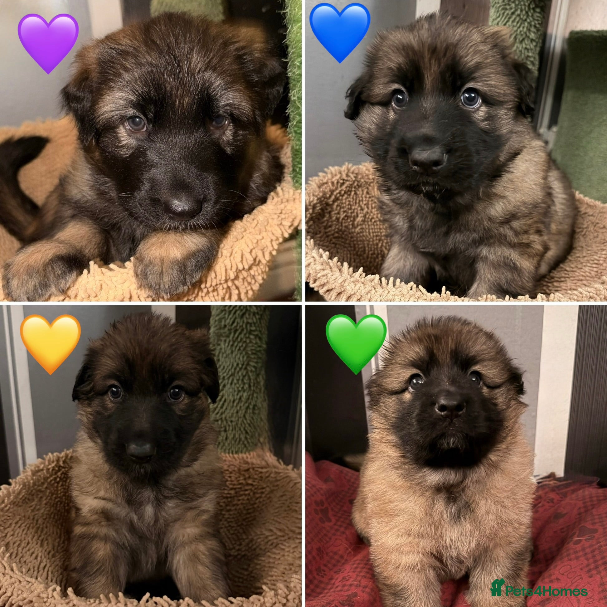 German Shepherd dogs 🐶🐶German Shepherd Puppies🐶🐶 - Advert 16