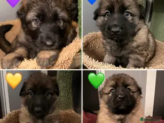 German Shepherd dogs 🐶🐶German Shepherd Puppies🐶🐶 - Advert 16