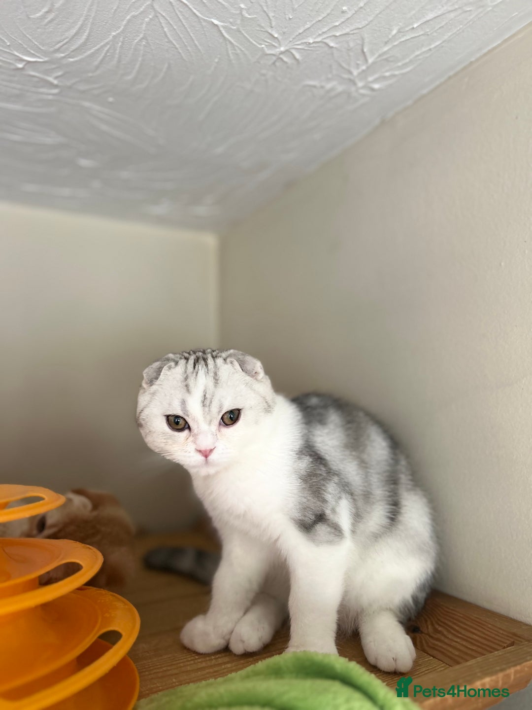Scottish Fold cats for sale: Beautiful Scottish fold baby’s  in Reading - Image 6