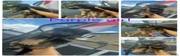 German Shepherd dogs for sale: German shepherd puppies for sale  - Advert 8