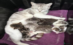 Mixed Breed cats for sale: 5 ADORABLE KITTENS 🐈1M/4F Ready For Reservation😺 - Image 21