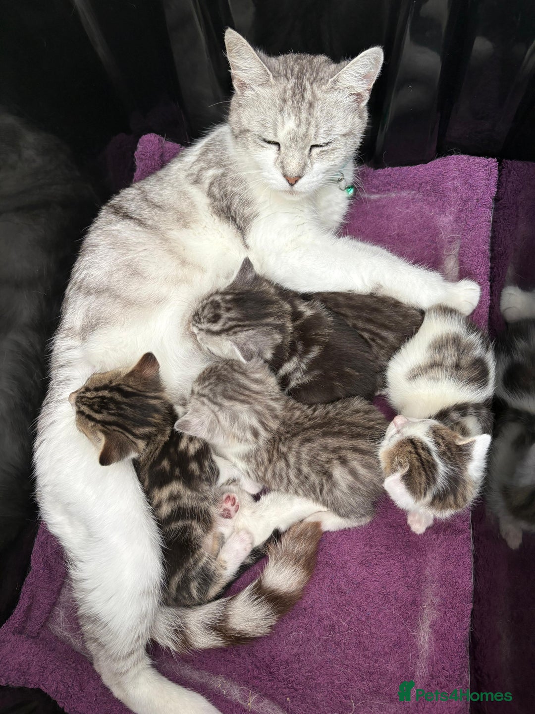 Mixed Breed cats for sale: 5 ADORABLE KITTENS 🐈1M/4F Ready For Reservation😺 - Image 21