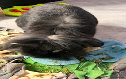 Mini Lion Lop rabbits for sale: 1 Year Old Neutered Male Mini Lionhead Rabbit  - Image 4