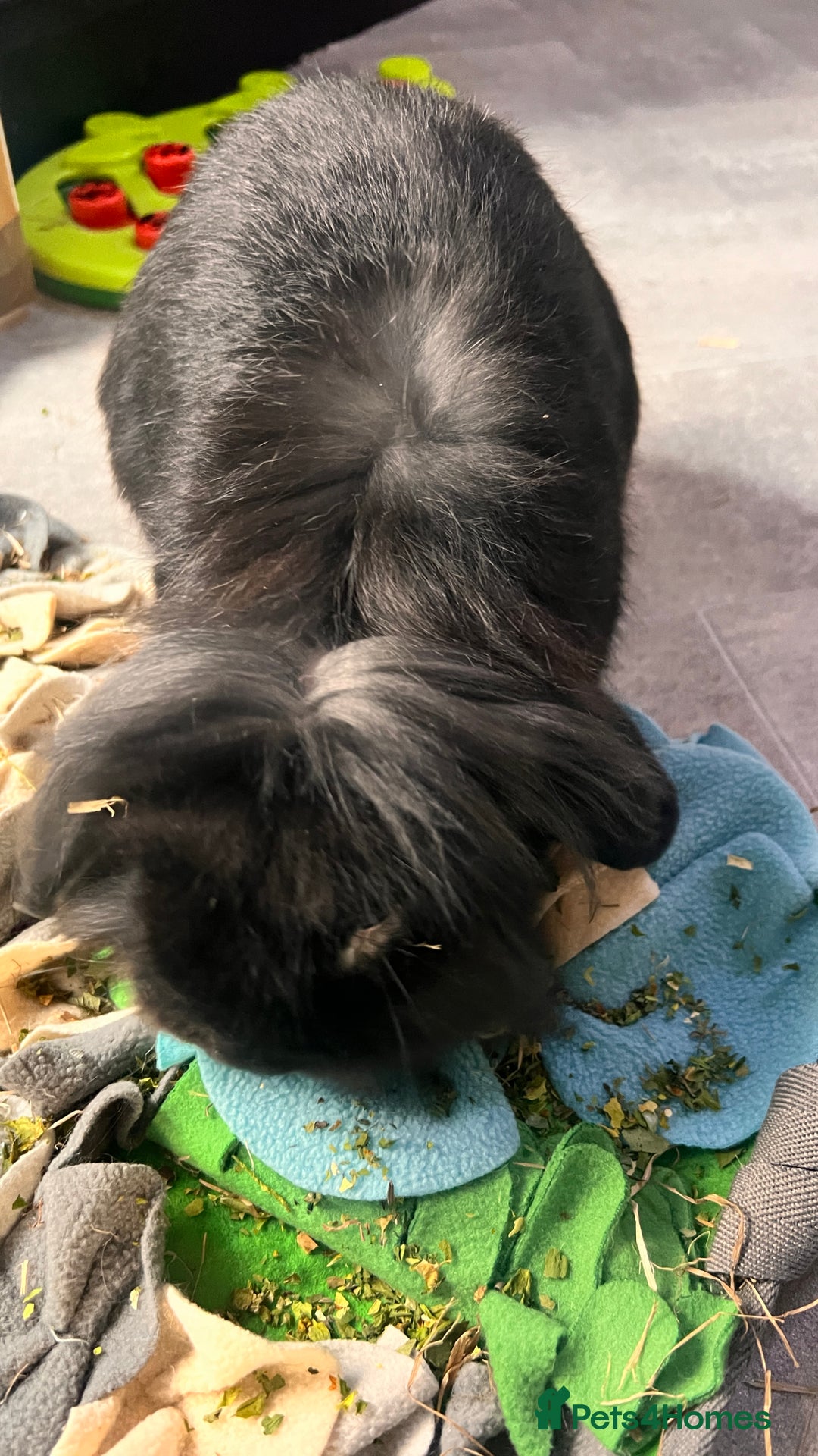 Mini Lion Lop rabbits for sale: 1 Year Old Neutered Male Mini Lionhead Rabbit  - Image 4