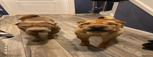 Winnie