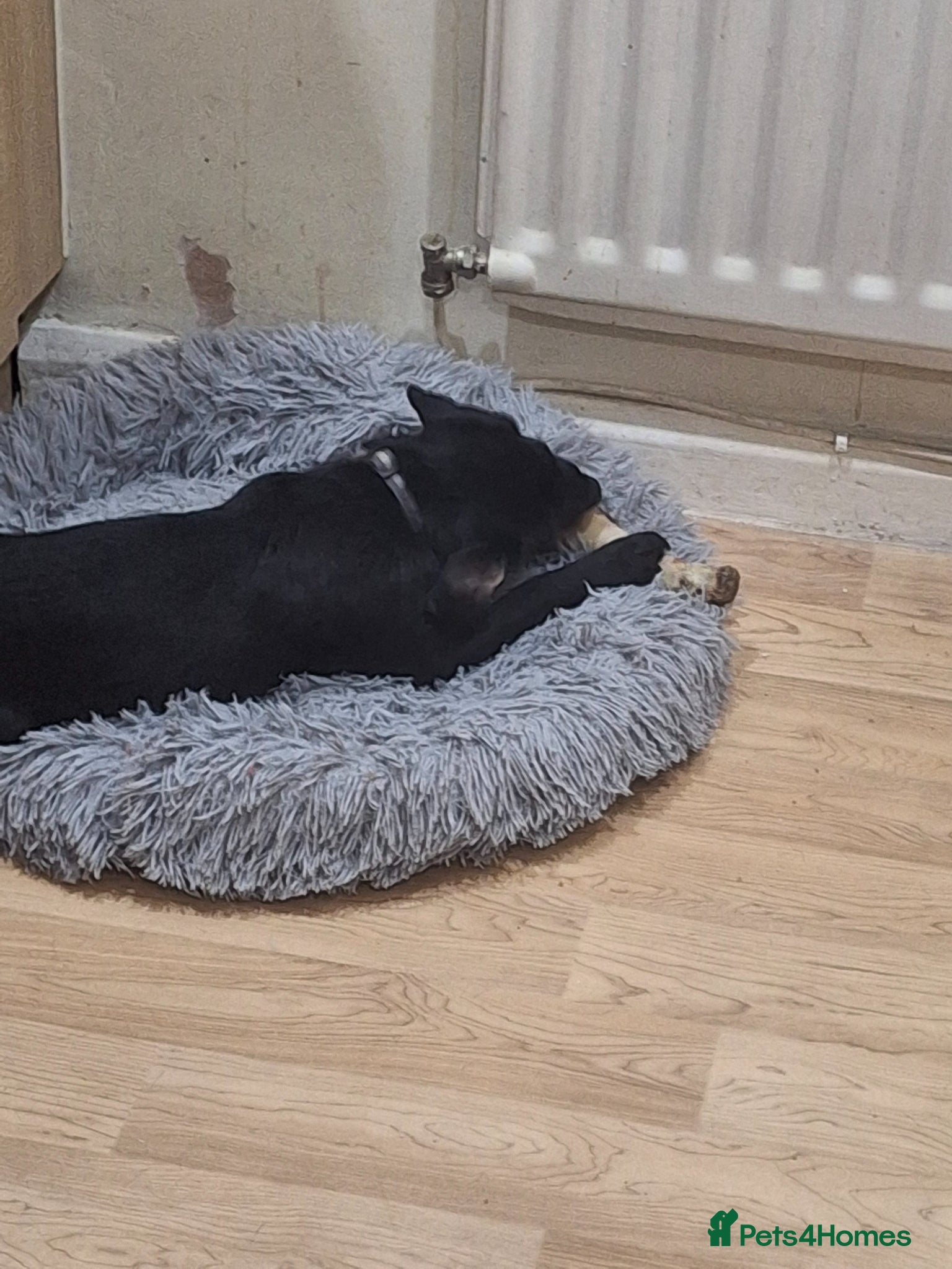 Mixed Breed dogs Beautiful black 8 month old - Advert 1