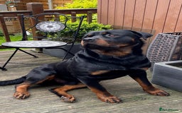 Rottweiler dogs for sale:  TWO LEFT ONLY *READY TO GO NOW* ROTTWEILER PUPS  - Advert 3