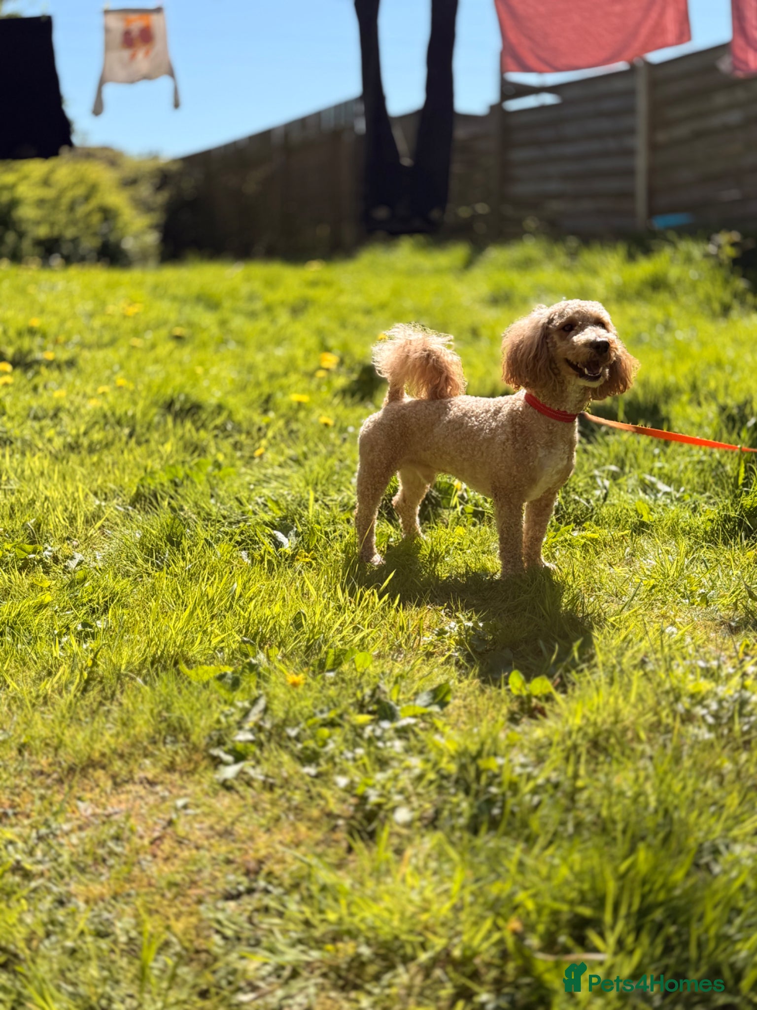 Cavachon dogs New home required - Advert 5