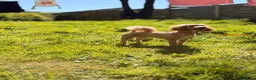 Cavachon dogs for sale: New home required - Advert 1