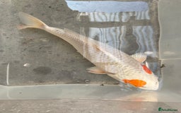 Koi Carp fish for sale: 💥QUALITY KOI CARP COLOURFUL NICE SELECTION💥 - Image 12