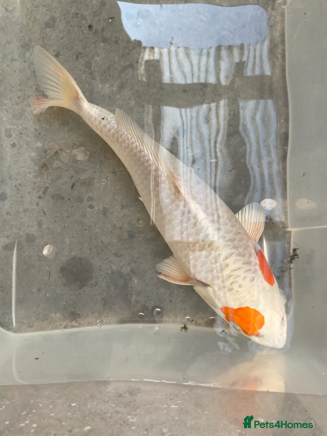 Koi Carp fish for sale: 💥QUALITY KOI CARP COLOURFUL NICE SELECTION💥 - Advert 3