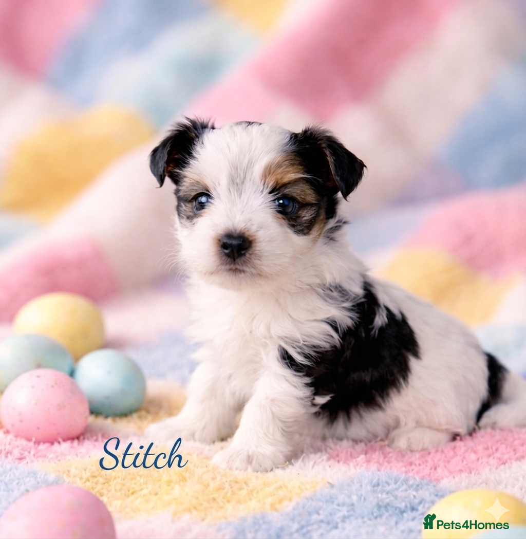 Yorkshire Terrier dogs 1 boy Biewer Terrier left🥰 - Advert 17