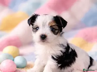 Yorkshire Terrier dogs 1 boy Biewer Terrier left🥰 - Advert 17