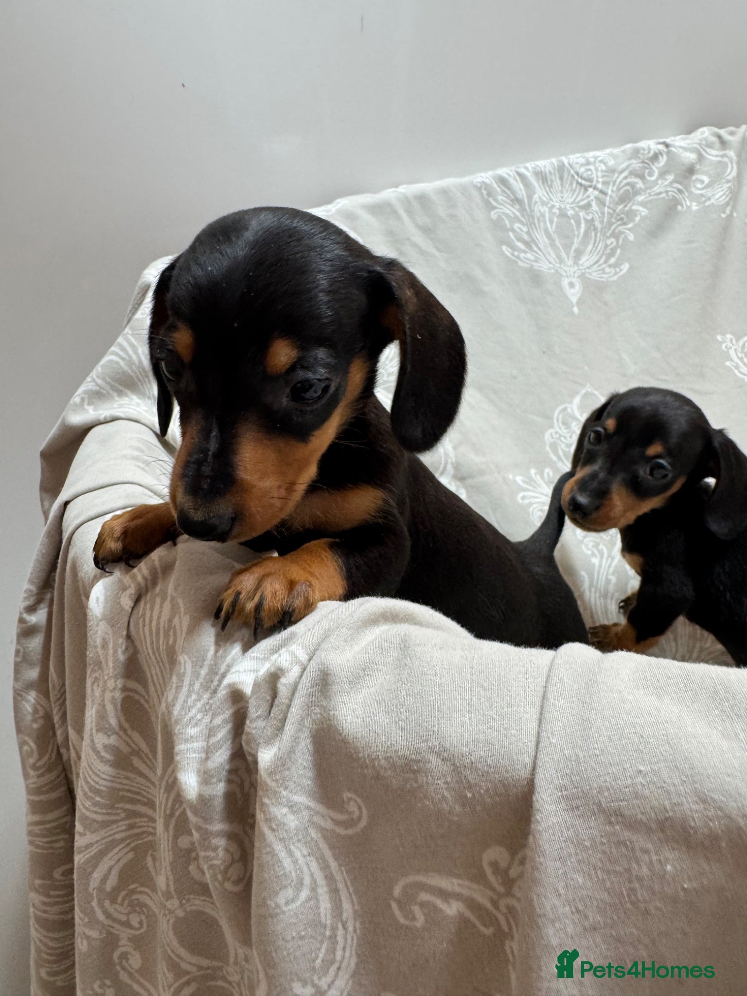 Miniature Dachshund dogs MINIATURE DACHSHUND PUPPIES  - Advert 1