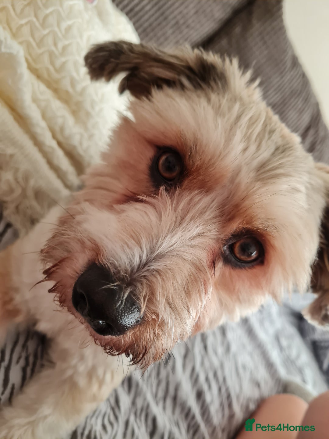 Shorkie dogs for sale: Ollie - Advert 1