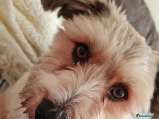 Shorkie dogs Ollie - Advert 2