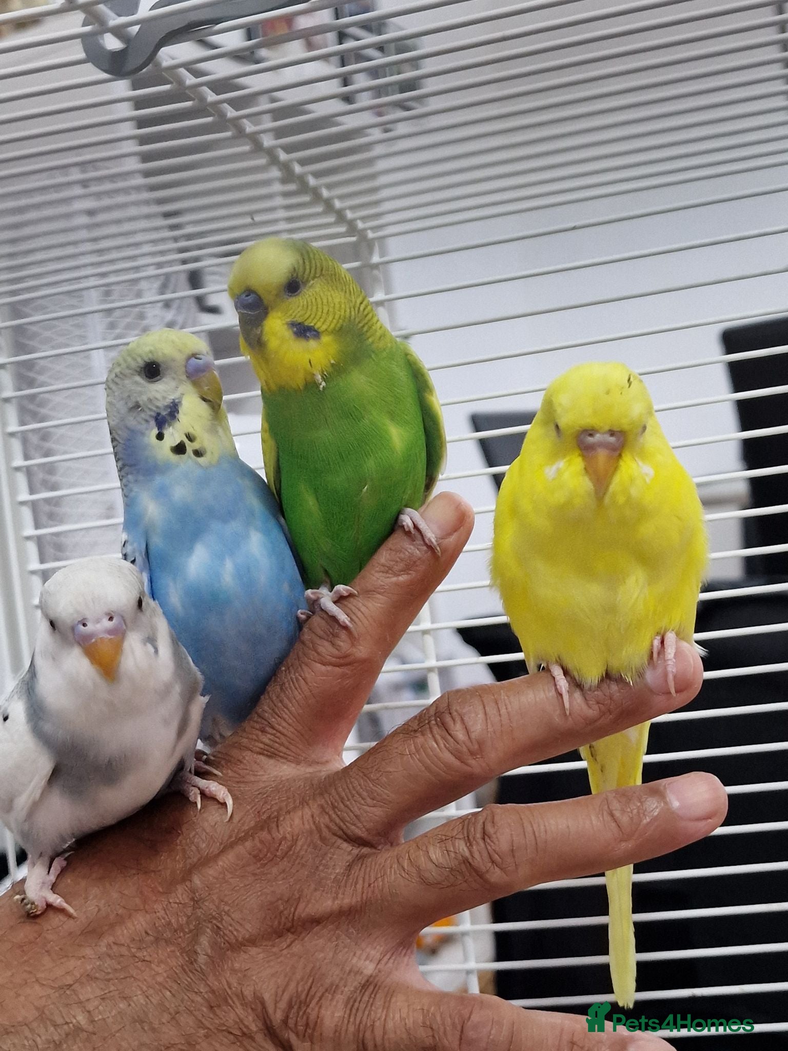 Budgerigars birds Super silly hand tamed baby budgies  - Advert 15
