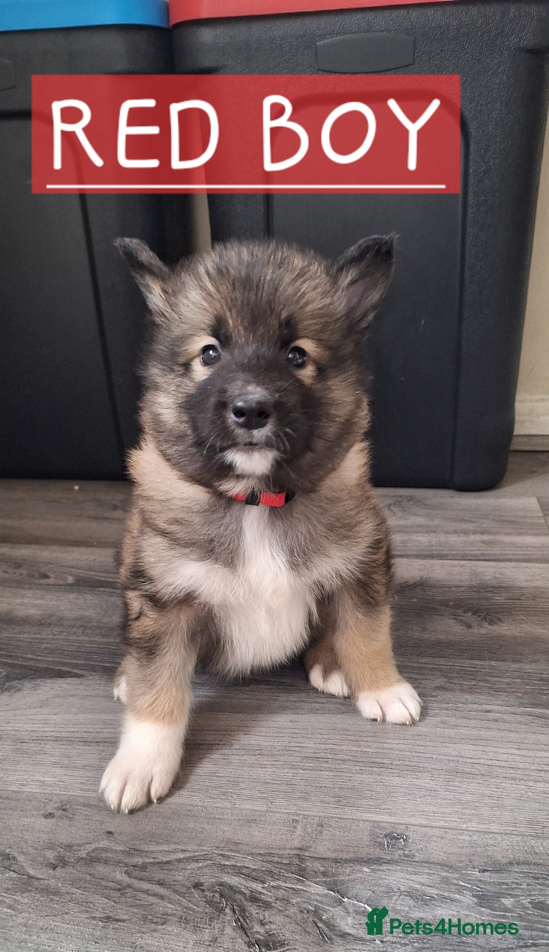 Mixed Breed dogs for sale: 3 remaining Alaskan Shepherds  - Advert 10