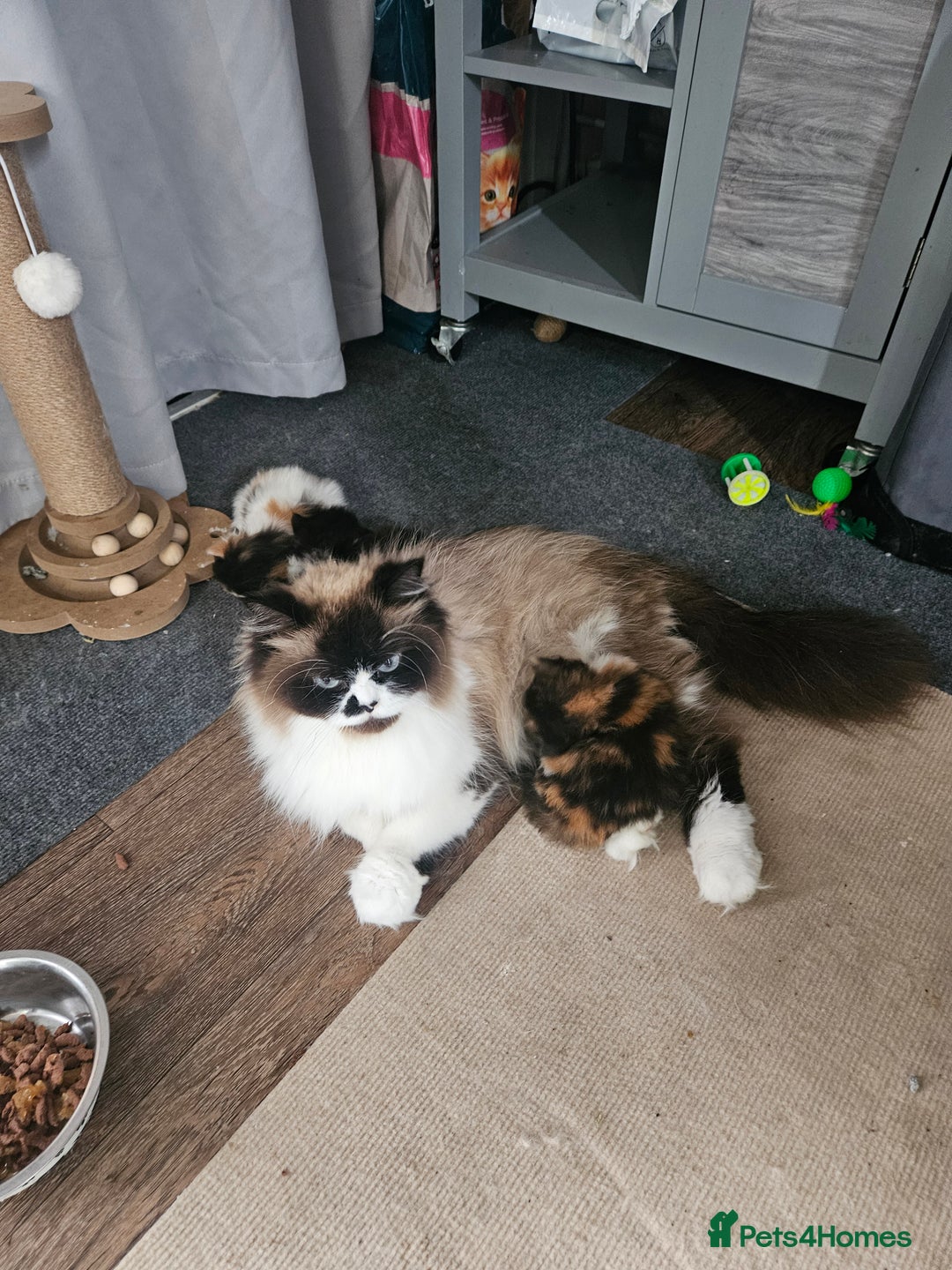 Persian cats for sale: Persian kittens  - Image 4