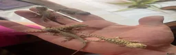 Bearded Dragon reptiles for sale: Bearded dragons  in Dover - Advert 5