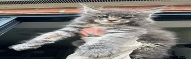 Maine Coon Kitten 1