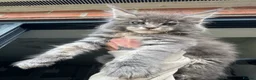 Maine Coon cats for sale: Russian Import Health Tested Loved Kittens - Advert 14