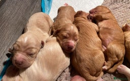 Cocker Spaniel dogs for stud: Fox red working cocker stud in Nottingham - Image 7