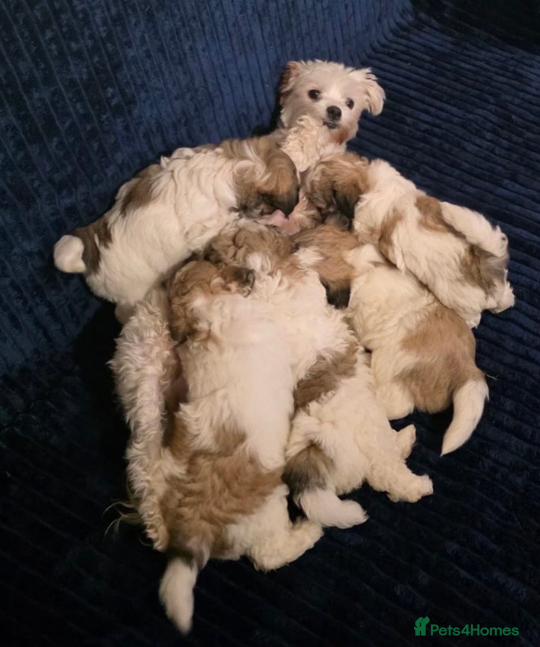 Mixed Breed dogs for sale: Beautiful Maltese x Pekingese Puppies Available - Advert 5