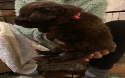 Newfoundland dogs for sale: ✨ Stunning Chocolate Newfoundland Puppies ✨ - Image 15